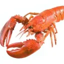 psicodisleptico avatar