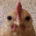 chickenvr340