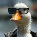websterdatduck