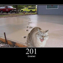 HTTP Cat
