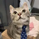 bayfish
