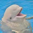 ilovebelugawhales