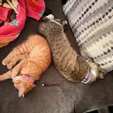 yadthecat