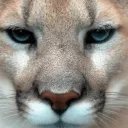 puma305