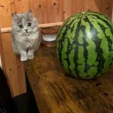 rospendznyspermoludek2137_51884 avatar