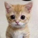 catdoinghissing