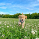 avatar 𝕱𝖆𝖓𝖟𝖔