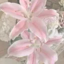 xpearl_preppyx