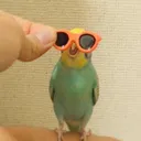 slurwhenibranch