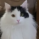 sebejosh avatar