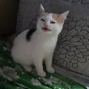 cat.dat
