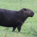 kingcapybarasassistant