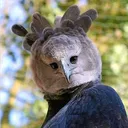 blueagler