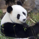 fatmole_panda's Avatar