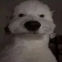 pngucantdraw