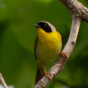 avatar maytheforcebwthu