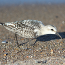 avatar maytheforcebwthu