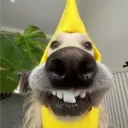acecollie23