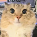 tu_tio0608_67949 avatar