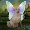 sitsellwe