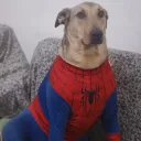 sitsellwe