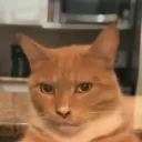 tamalespollo avatar