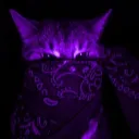 Kitty_Lover❤🐈's Discord avatar