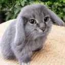 luxurumeow