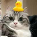 luxurumeow