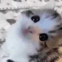 abbykittyy