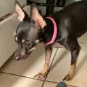 ytz_pixelprowler. avatar