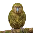 sagawakyuubin