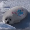 sealiee1