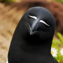 .razorbill.