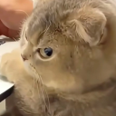 avatar ໒꒰ྀིᵔ ᵕ ᵔ ꒱ྀི১