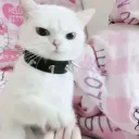 pusheenita