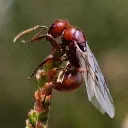 myrmeleon