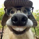 sawdog_007