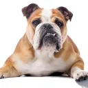 bulldogs0334_72861