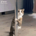 stormkat