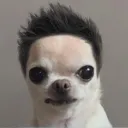 dshmoni