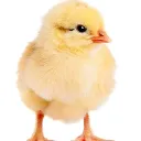 mrbanana0412_14699 avatar