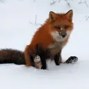general_idiocy27