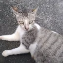 lightning_mcnugget avatar