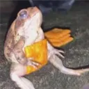 aerofarto1_88028 avatar