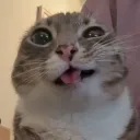 iggycats
