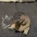 patos_feos