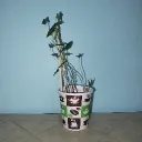 plantboi13.