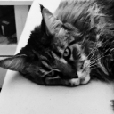 lolli1154_33126 member profile picture