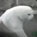 elgatofresco. avatar